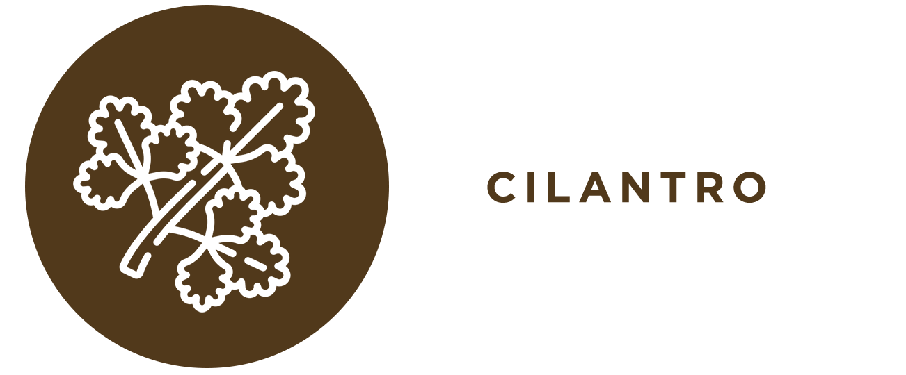 ICONO_CILANTRO